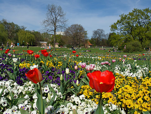 Fotos Blumen