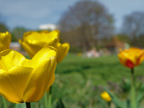 Foto Blumen