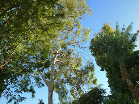 Bäume - Landesinnere (Aswan)