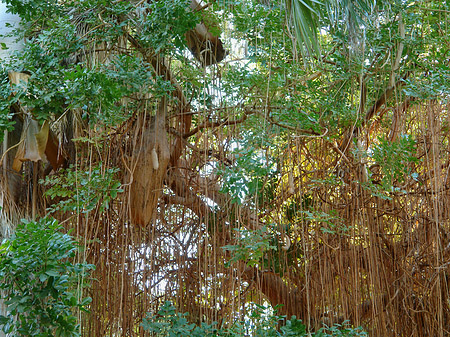 Bäume - Landesinnere (Aswan)