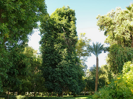 Bäume - Landesinnere (Aswan)