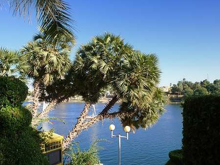 Bäume - Landesinnere (Aswan)