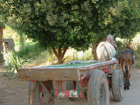 Kutschen - Landesinnere (Luxor)