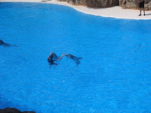 Loro Parque - Teneriffa (Puerto de la Cruz)