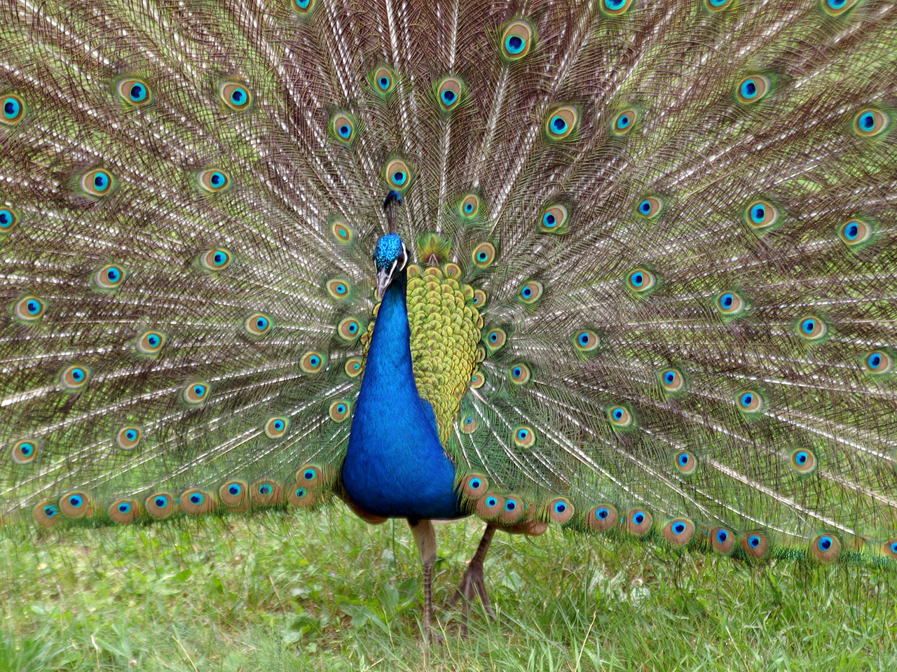 Pfaueninsel Foto 