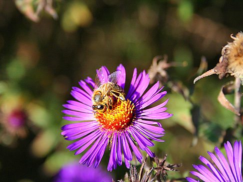 Foto Botanischer Garten - Berlin